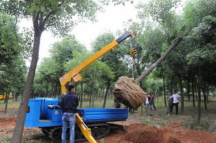 园林行业工程机械租赁的那些坑